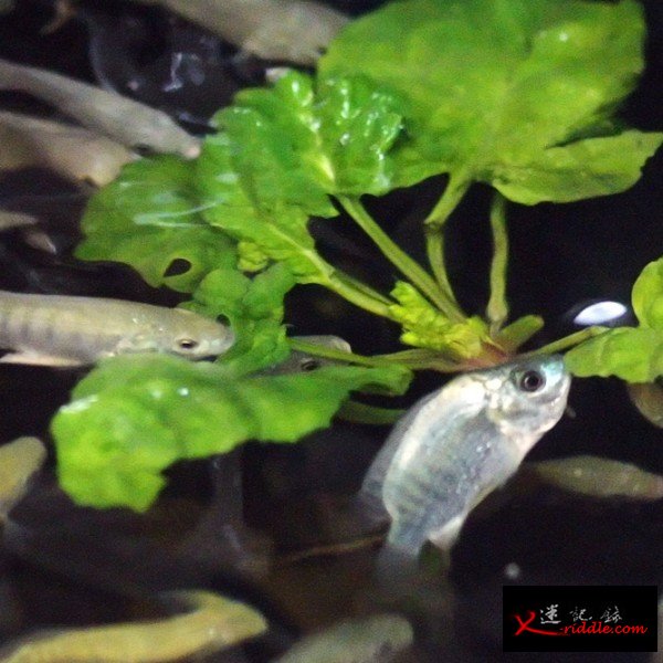 吃鱼屎的可持续性蔬菜